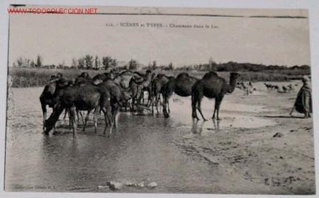 Postais: ANTIGUA POSTAL DE MARRUECOS - CAMELLOS EN EL LAGO