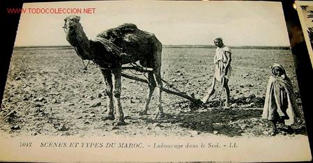 Postais: ANTIGUA POSTAL DE MARRUECOS - AGRICULTOR TRABAJANDO EN EL SUR
