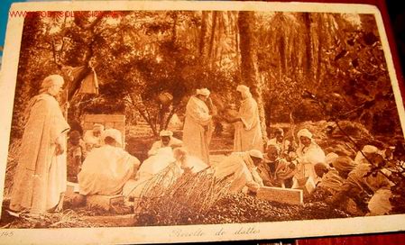 Cartes Postales: ANTIGUA POSTAL DE MARRUECOS. RECOLECTANDO DATILES
