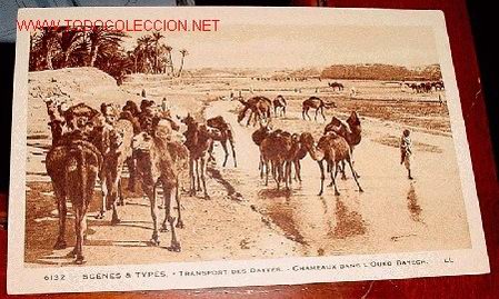 Cartes Postales: ANTIGUA  POSTAL  DE MARRUECOS - TRANSPORTE DE DATILES A CAMELLO DESDE EL OASIS -