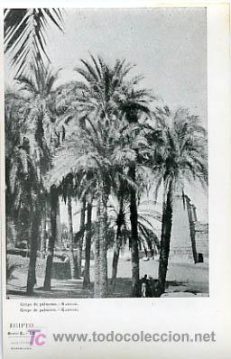 Cartoline: EGIPTO, GRUPO DE PALMERAS, KARNAK,                                P13760