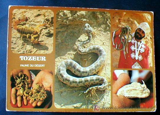 Postales: TOZEUR. SERPIENTES. TUNEZ. SIN CIRCULAR. ENVIO GRATIS&iexcl;&iexcl;&iexcl; - Foto 1