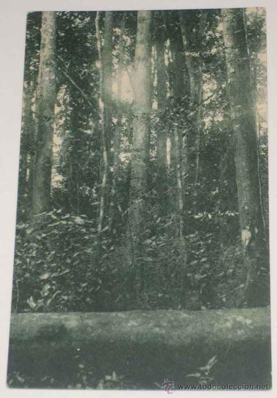 Cartes Postales: ANTIGUA POSTAL DE GUINEA CONTINENTAL - UN ASPECTO DE LA CONCESION FORESTAL IZAGUIRRE Y COMPA&Ntilde;IA EN B
