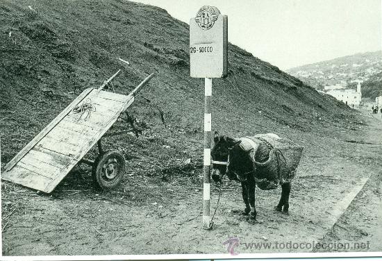 Cartes Postales: TANGER. BURRO JUNTO A,LA PARADA DEL AUTOB&Uacute;S.