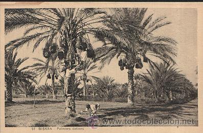 Postales: E69 ARGELIA BISKRA PALMA DATILERA - Foto 1