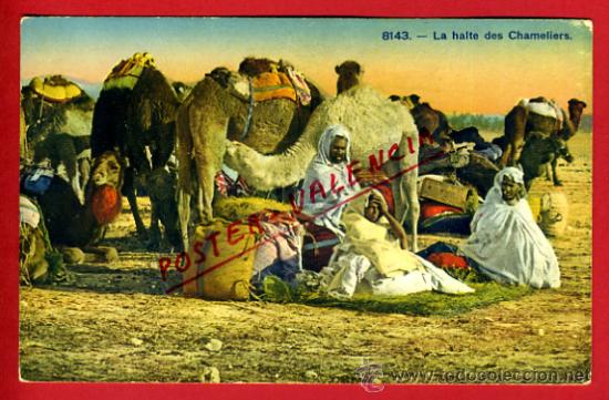 Postkarten: POSTAL MARRUECOS, LE HALTE DES CHAMELIERS,   P72595