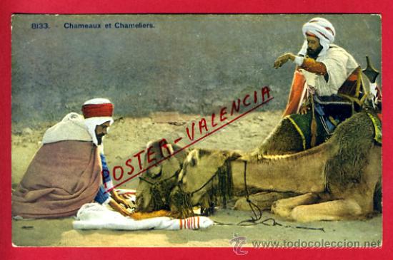 Postkarten: POSTAL MARRUECOS, CHAMEAUX ET CHAMELIERS,   P72604