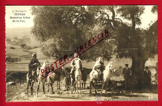 Cartes Postales: POSTAL TETUAN, MARRUECOS, HISTORICO ARBOL DE LA PAZ,   P72716