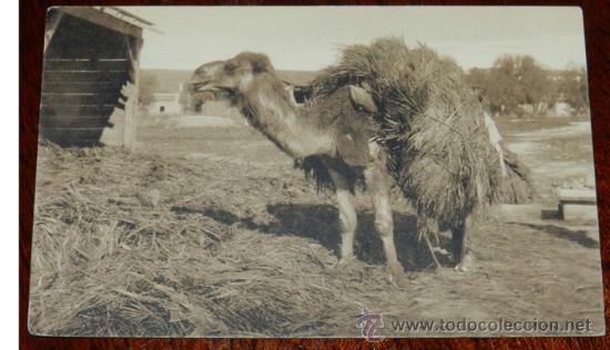 Postais: ANTIGUA POSTAL DE ARGELIA, N. 207, DROMEDARIO, ED. L.L, CIRCULADA.