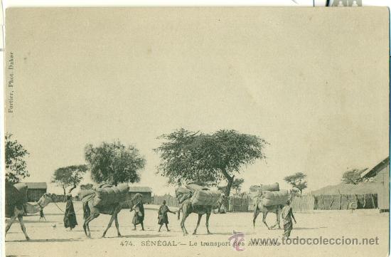 Postkarten: EL TRANSPORTE DE CACAHUETES A LOMOS DE CAMELLO. HACIA 1910.
