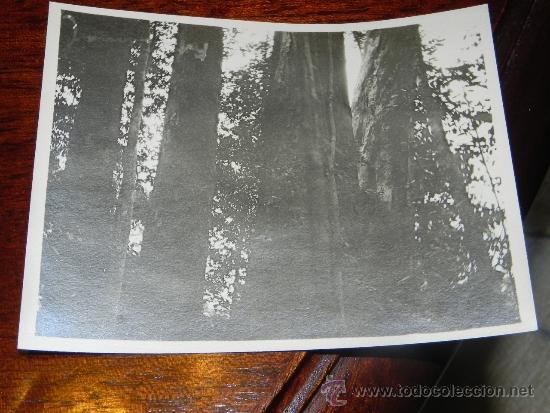 Postcards: ANTIGUA FOTOGRAFIA DE GUINEA ECUATORIAL, COLONIA ESPA&Ntilde;OLA, ARBOLES, MIDE 10,5 X 7,5 CMS.