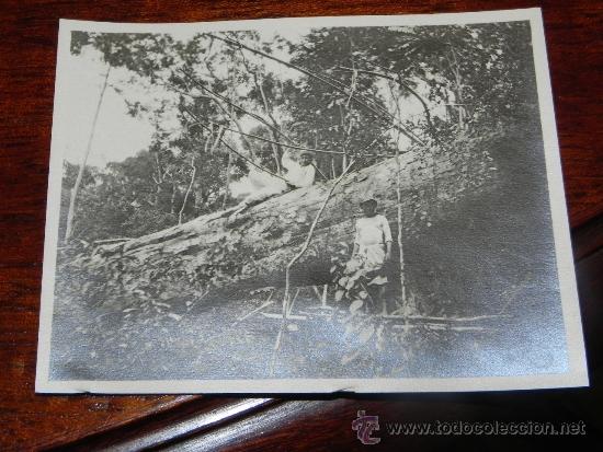 Postais: ANTIGUA FOTOGRAFIA DE GUINEA ECUATORIAL, COLONIA ESPA&Ntilde;OLA, TRABAJADORES CORTANDO UN ARBOL, MIDE 10,5