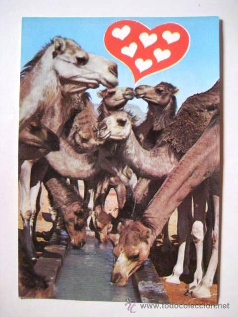 Cartes Postales: CAMELLOS. MUY CACHONDA.TUNEZ. A&Ntilde;OS 80. SIN CIRCULAR..ENVIO GRATIS&iexcl;&iexcl;&iexcl;