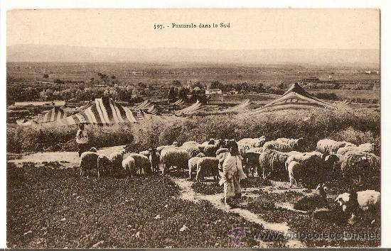 Cartes Postales: MARRUECOS, PASTOREO EN EL SUR, SIN CIRCULAR, POSTAL ANTIGUA
