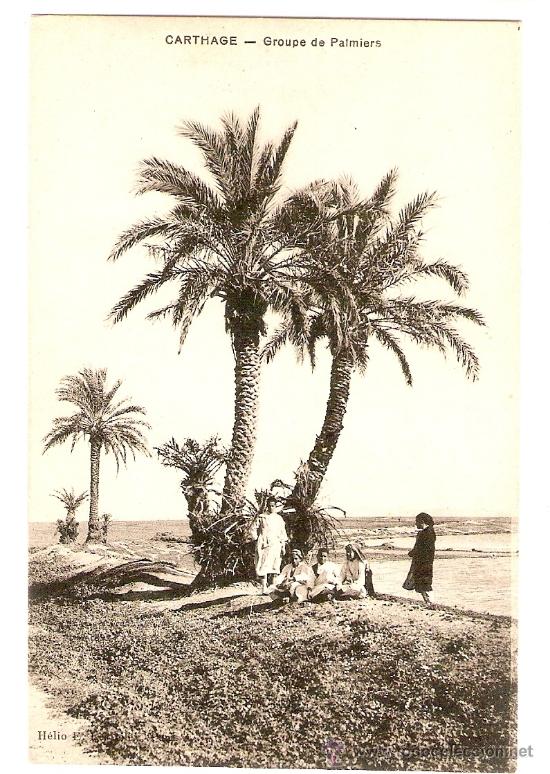 Cartes Postales: TUNEZ, CARTHAGO, PALMERAL, SIN CIRCULAR, POSTAL ANTIGUA