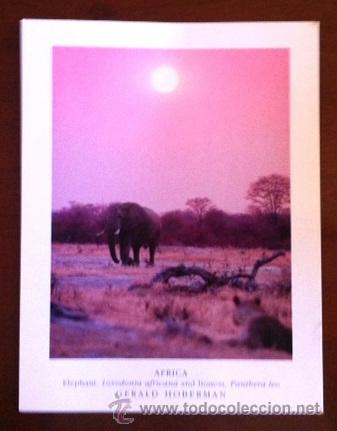 Postales: NAMIBIA - ELEPHANT - GERALD HOBERMAN - Foto 1
