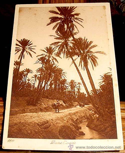 Cartes Postales: ANTIGUA  POSTAL DE MARRUECOS - VISTA PARCIAL DE UN OASIS - ED.EDITEURS - NO CIRCULADA.
