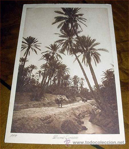 Cartoline: ANTIGUA POSTAL DE MARRUECOS - DANS OASIS - SIN CIRCULAR - DIVIDIDA - EDITEURS L&amp;L