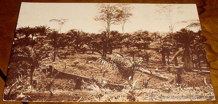 Postais: ANTIGUA POSTAL DE GUINEA ECUATORIAL ESPA&Ntilde;OLA - UN ESBOSQUE CON APROVECHAMIENTO DE LAS PALMERAS SILVE