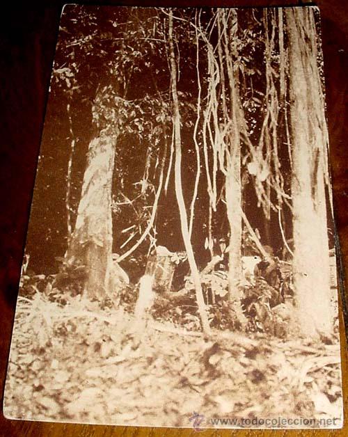 Postais: ANTIGUA POSTAL DE  GUINEA ECUATORIAL ESPA&Ntilde;OLA - UN ASPECTO DEL BOSQUE EN OKOLA AL ABRIRSE EL CAMINO