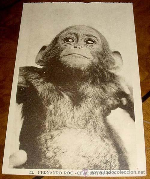 Cartoline: ANTIGUA POSTAL DE FERNADO POO - CHIMPANCE DEL PAIS - NO CIRCULADA - ED. HELITIOPIA ARTISTICA ESPA&Ntilde;OL