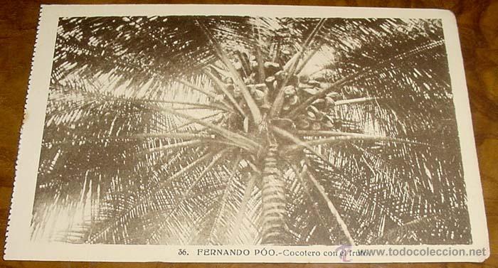 Cartoline: ANTIGUA POSTAL DE FERNADO POO - COCOTERO - NO CIRCULADA - ED. HELITIOPIA ARTISTICA ESPA&Ntilde;OLA.