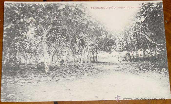 Cartoline: ANTIGUA POSTAL DE FERNANDO POO - FINCA DE CACAO - NO CIRCULADA.