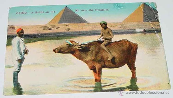 Cartoline: ANTIGUA POSTAL DE CAIRO - LAS PIRAMIDES -  FUERTE DOBLEZ EN ESQUINA SUPERIOR DERECHA - NO CIRCULADA.