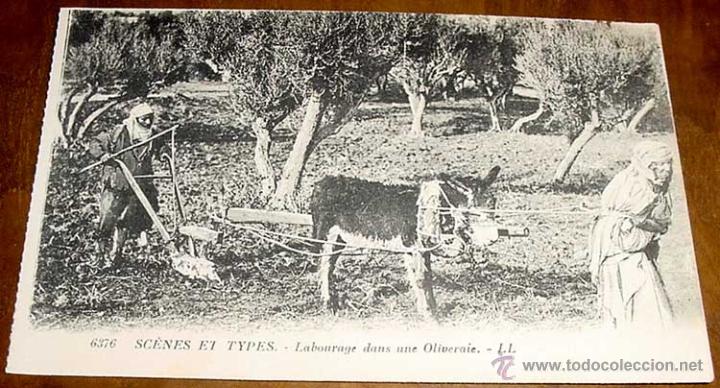 Cartoline: ANTIGUA POSTAL DE ESCENAS TIPICAS - LABORES DEL CAMPO - MARRUECOS - NO CIRCULADA.