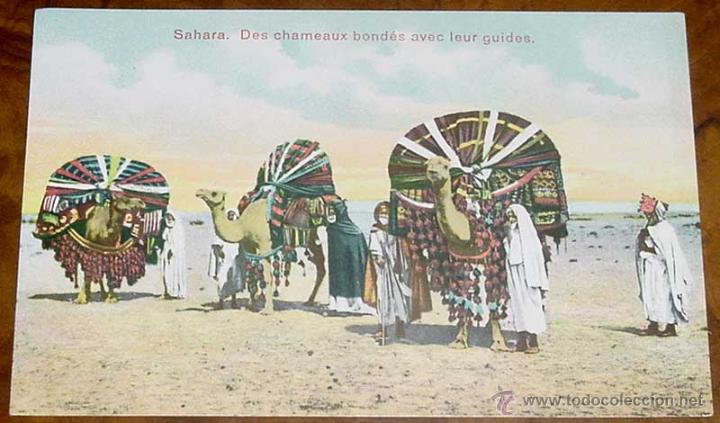 Postais: ANTIGUA POSTAL DEL SAHARA, CAMELLOS CON SUS GUIAS - SIN CIRCULAR