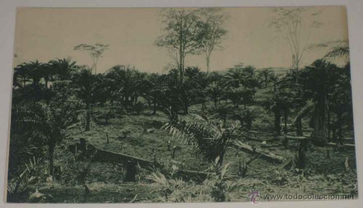 Cartoline: ANTIGUA POSTAL DE GUINEA CONTINETAL - UN DESBOSQUE CON APROVECHAMIENTO - ED. PUBLICACIONES PATRIOTIC