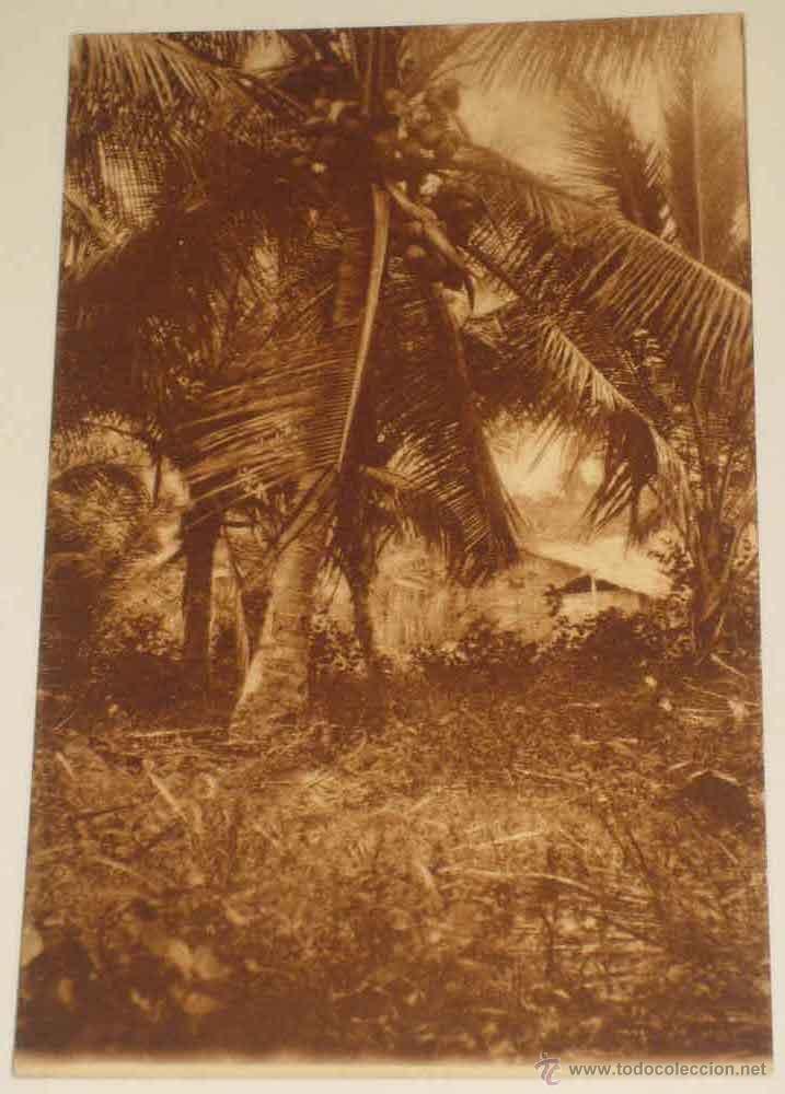 Cartoline: ANTIGUA POSTAL DE GUINEA CONTINENTAL - UNA PLANTACION DE COCOS - ED. PUBLICACIONES PATRIOTICAS - NO