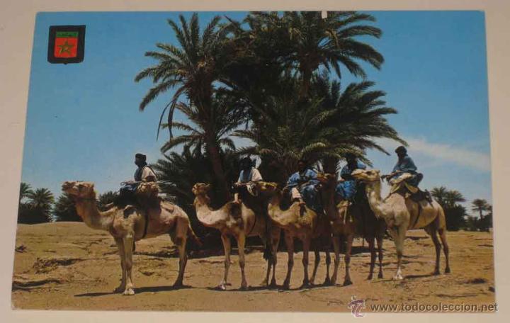 Cartoline: ANTIGUA FOTO POSTAL DE MARRUECOS TIPICO - N. 49 - CARAVANA DE MEHARISTAS DE M&acute;HAMID - ED. ESCUDO DE
