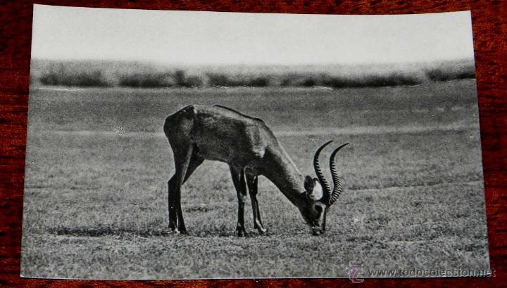 Cartoline: ANTIGUA FOTO POSTAL GUINEA ECUATORIAL ESPA&Ntilde;OLA - 6. ANTILOPE DE THOMAS - FOTO CALIFORNIA, BATA - NO