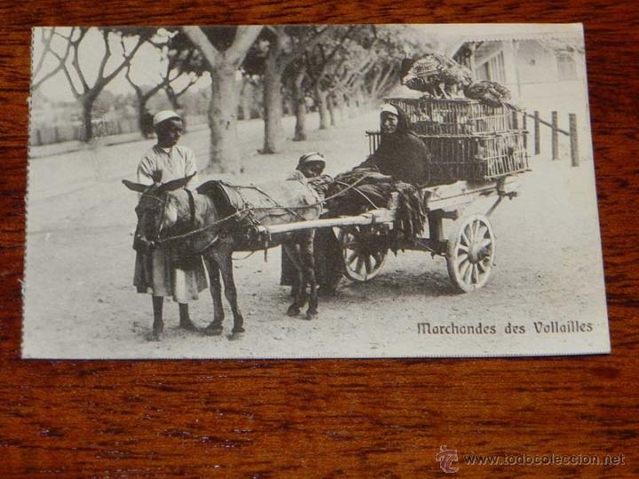 Cartoline: ANTIGUA POSTAL EGYPT - EGIPTO - ED. THE CAIRO - NO CIRCULADA.