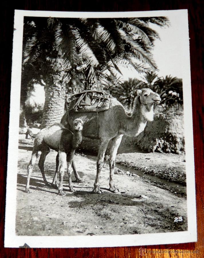 Postais: FOTOGRAFIA DE MARRUECOS, CAMELLOS O DROMEDARIOS,  MIDE 9 X 6,5 CMS.