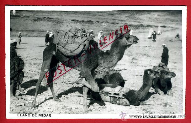 Postais: POSTAL MARRUECOS, LLANO DE MIDAR, CAMELLOS, P95647