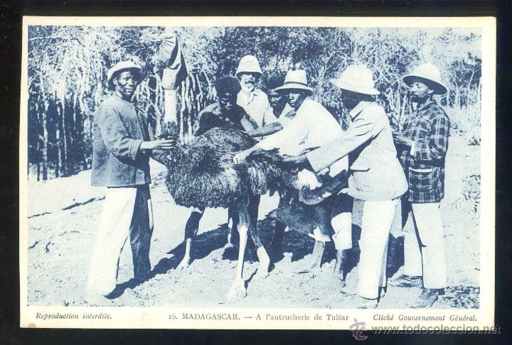 Cartes Postales: Madagascar. Toliara. *A l&acute;autrucherie de Tul&eacute;ar* Ed. La Maison d&acute;Art Colonial n&ordm; 16 Nueva.