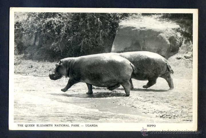 Cartes Postales: Uganda. *Hippo - The Queen Elizabeth National Park* Ed. Africa in Pictures. Nueva.