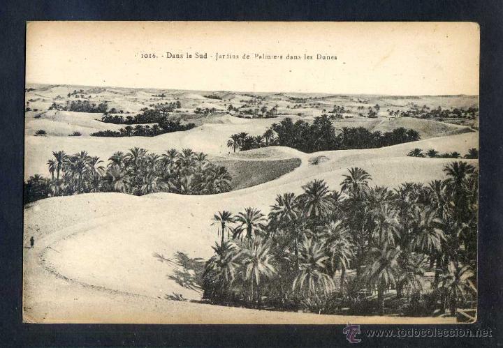 Cartes Postales: *Dans le Sud. Jardins de Palmiers dans les Dunes* Coll. Id&eacute;ale P.S. n&ordm; 1016. Nueva.