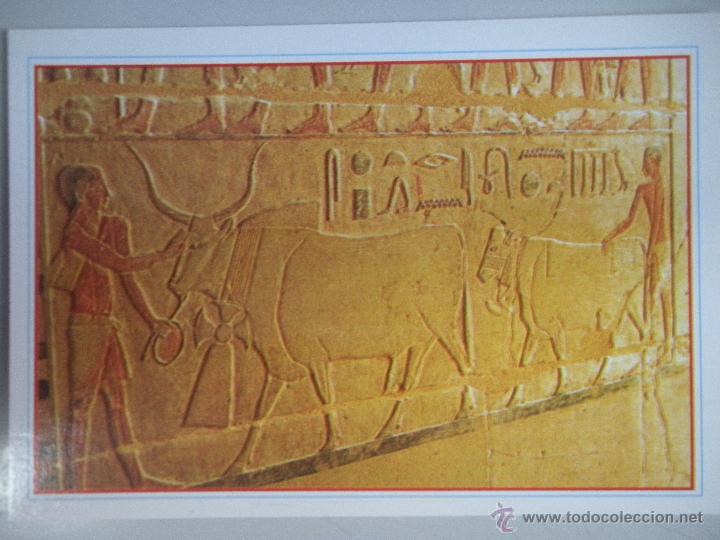 Postales: MAGNIFICA POSTAL DE -EGYPTO - - Foto 1