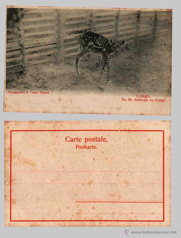 Cartes Postales: CONGO - ANTILOPE DU CONGO - Nr.: 20 - Photographie R. Visser - Old postcard