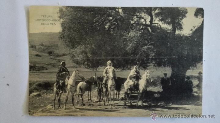 Cartes Postales: ANTIGUA POSTAL, TETUAN HISTORICO ARBOL DE LA PAZ, FOTOTIPIA HAUSER Y MENET
