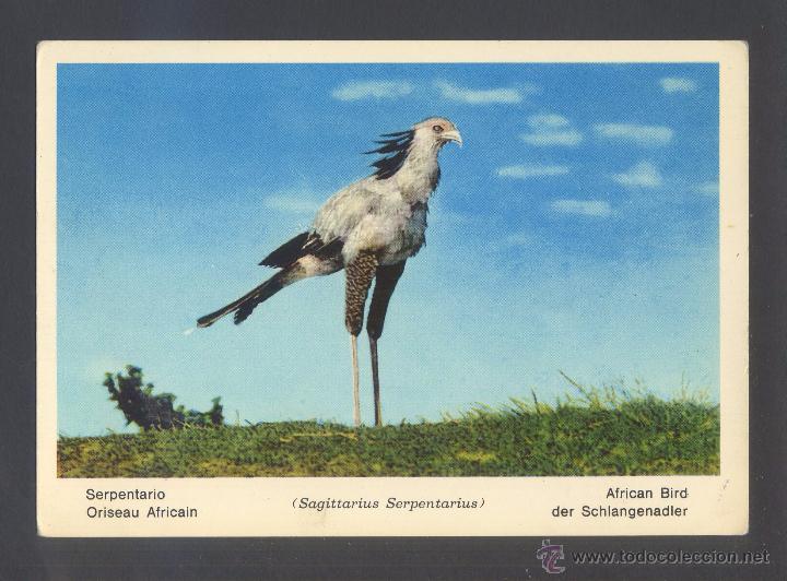 Cartoline: &Aacute;frica. Fauna Africana. *Serpentario...* Ed. Rotalcolor n&ordm; 10. Nueva.