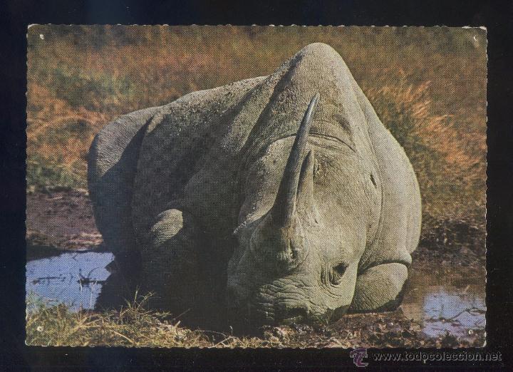 Cartoline: &Aacute;frica. *Rhinoceros - Resting in Water Pool* Ed. East Africa n&ordm; 1409. Nueva.