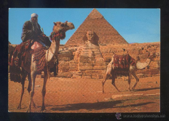 Postais: Egipto. Giza. *Camel driver...* Sin datos editor. Nueva.