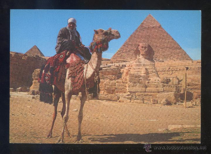Postais: Egipto. Giza. *Camel driver...* Sin datos editor. Nueva.