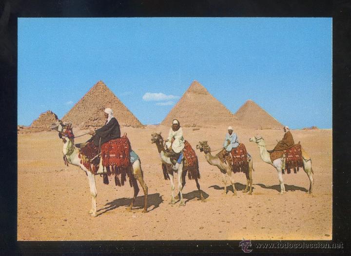 Postkarten: Egipto. Giza. *Arab Camelriders...* Sin datos editor. Nueva.