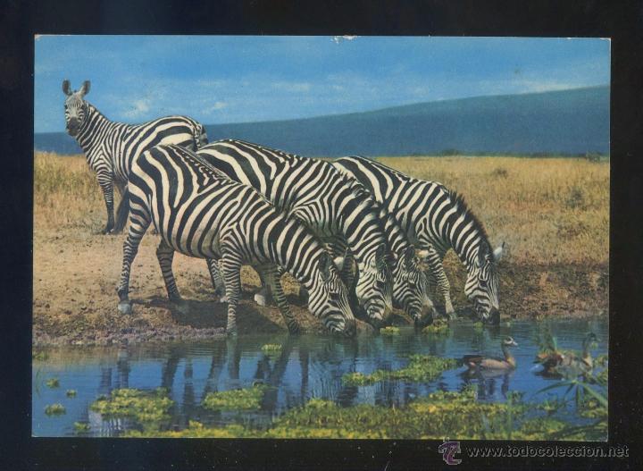Postkarten: Kenia. *African Wild Life. Zebra* Ed. Sapra Studio n&ordm; 26. Circulada 1989.