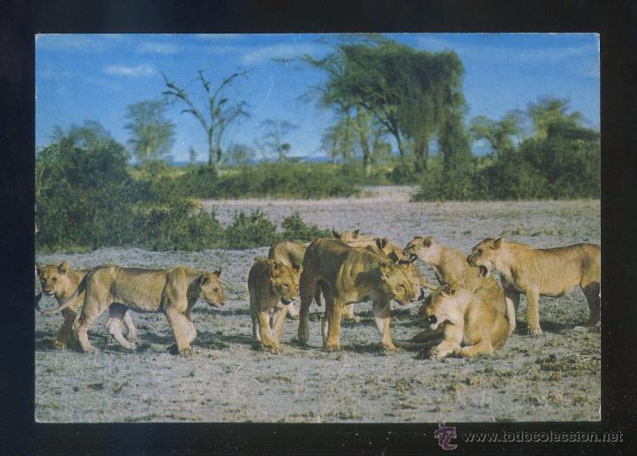 Postkarten: Kenia. *African Wild Life. Lion Pride* Ed. Sapra Studio n&ordm; 430. Escrita.